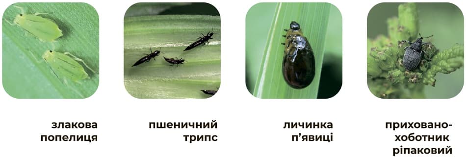 Основные виды вредителей которых контролирует Канонир Дуо
